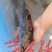 各种杂鱼，价格面谈