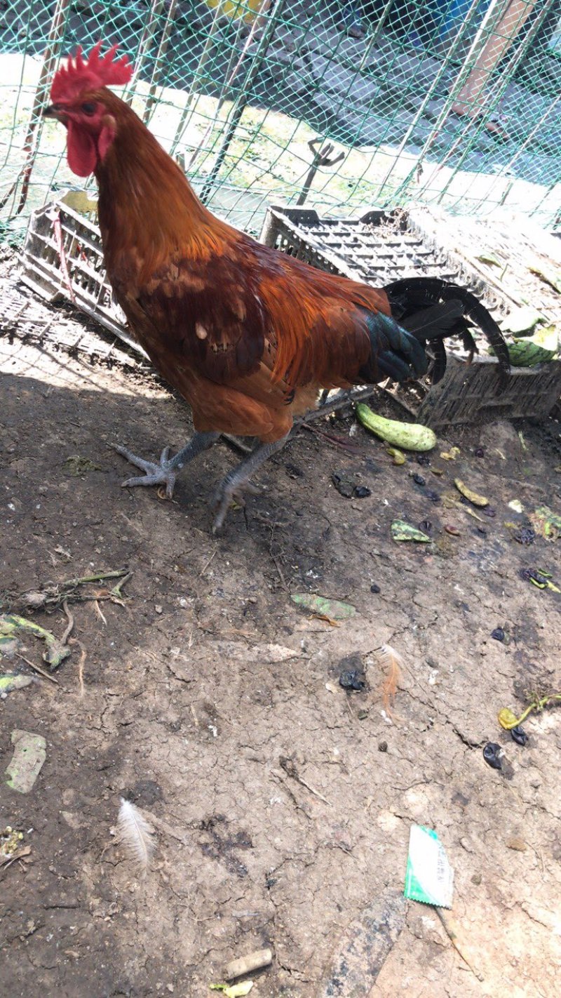 2年半的散养黑脚鸡