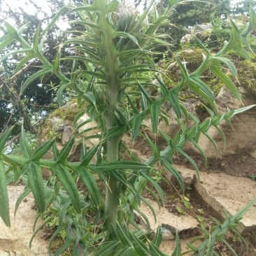 新鲜大蓟高海拔地区生长的现釆现发