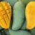 攀枝花大金煌芒果现货大青芒水仙芒新鲜水果批发当季新鲜水果
