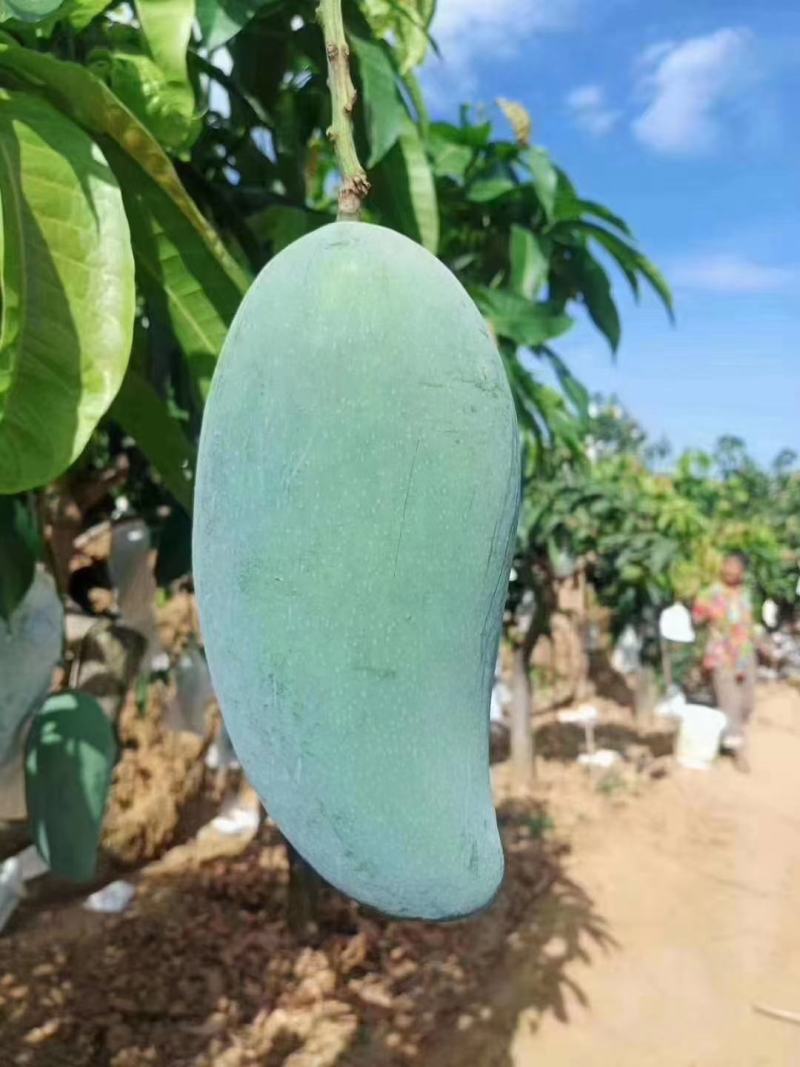 攀枝花大金煌芒果现货大青芒水仙芒新鲜水果批发当季新鲜水果