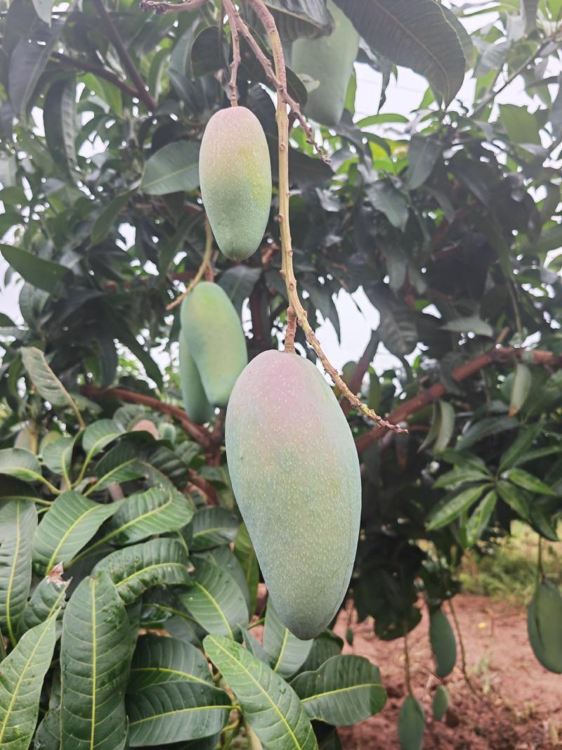 攀枝花大金煌芒果现货大青芒水仙芒新鲜水果批发当季新鲜水果