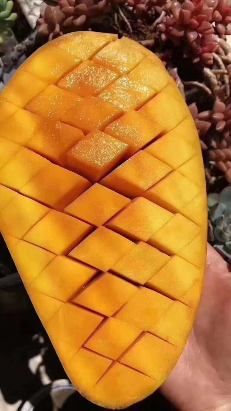 攀枝花大金煌芒果现货大青芒水仙芒新鲜水果批发当季新鲜水果