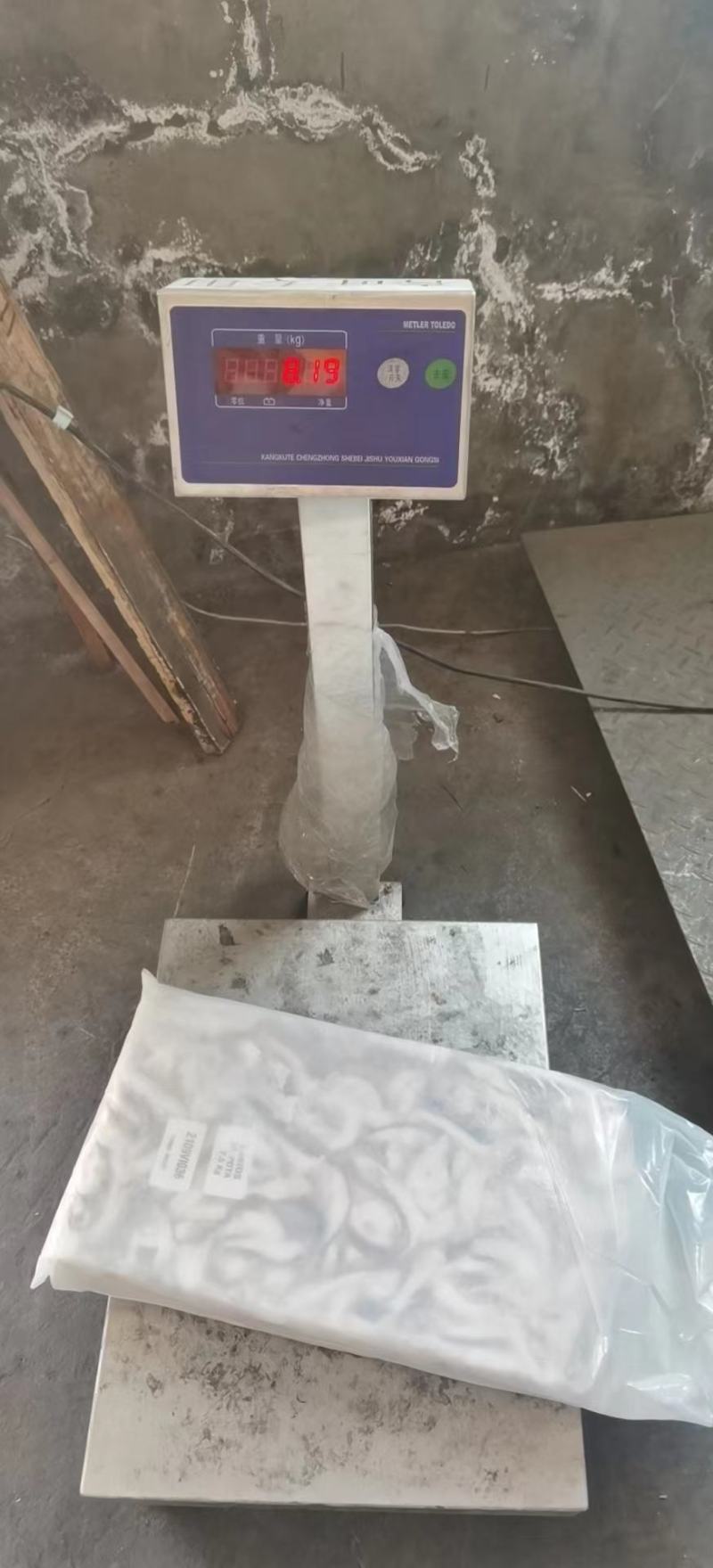 秘鲁鱿鱼口边碎肉