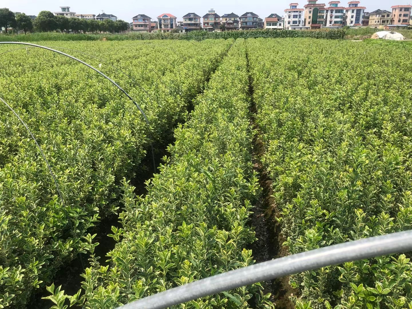 俯拍视角下的现代化苗圃育苗区,成片种植的金边黄杨苗排列整齐,采用滴灌系统供水,部分区域覆盖防草布,工人正在使用电动修剪机进行定型作业,远处可见运输车辆待装货 现代化苗圃中的金边黄杨育苗场景