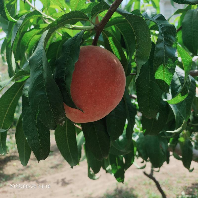 加纳岩桃子