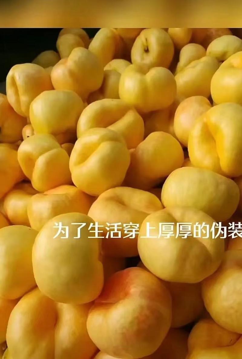 黄桃，各种蟠桃大量，价格优惠，欢迎新老客户合作