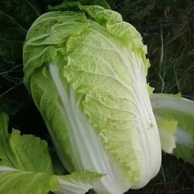 【热销】黄心大白菜产地直销货源充足可视频看货