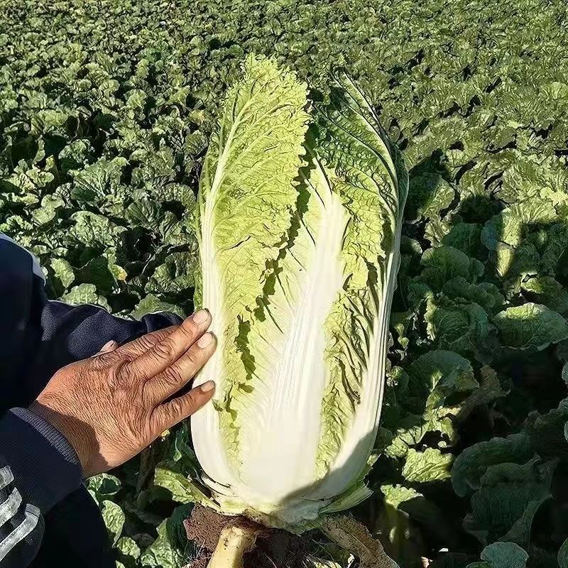 【热销】黄心大白菜产地直销货源充足可视频看货
