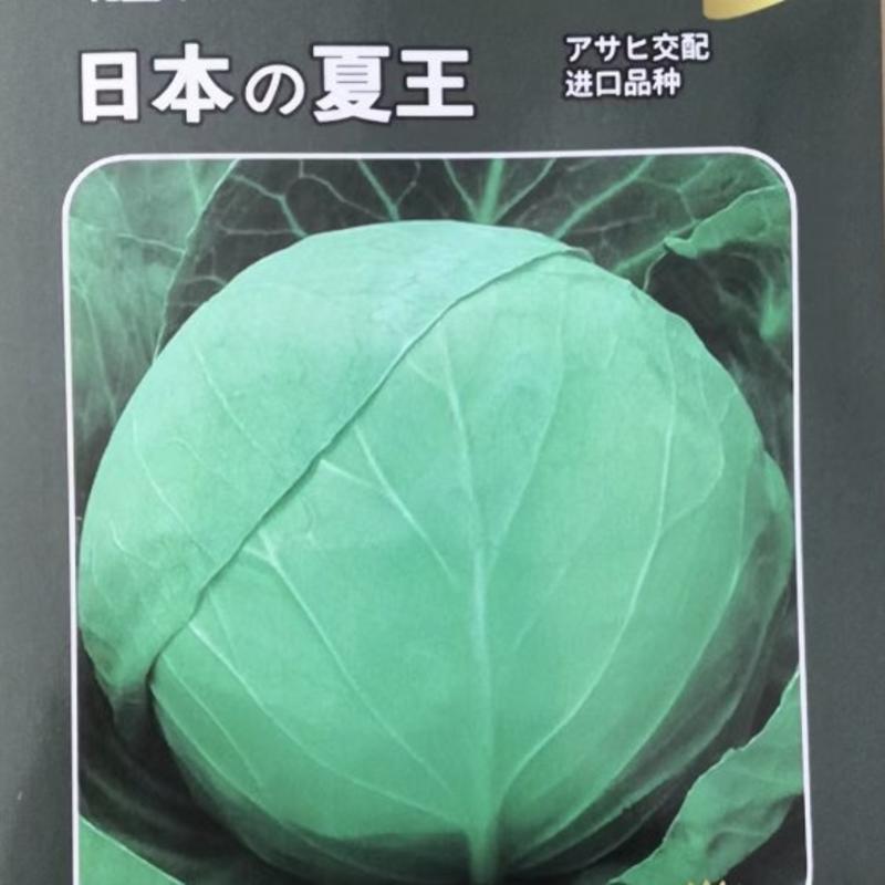 日本夏甘蓝种子抗病性强耐热性好不易裂球结球紧实商品性好