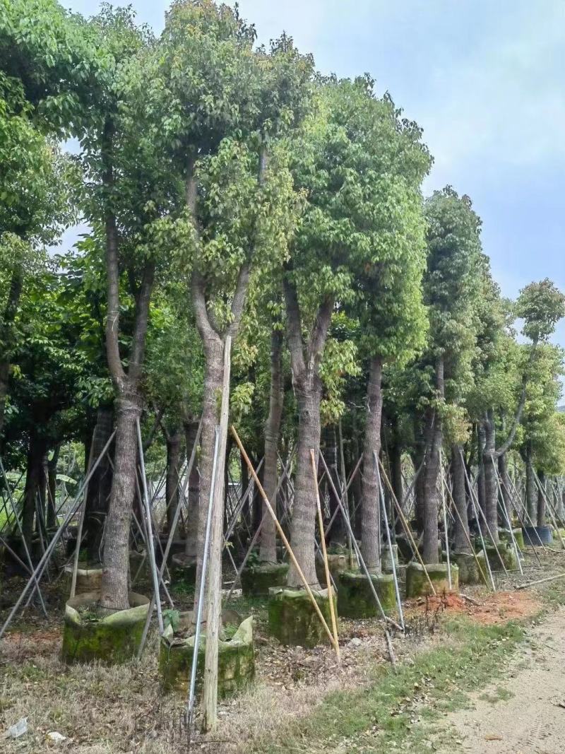大量出售各种规格的香樟有须联系我品质保证