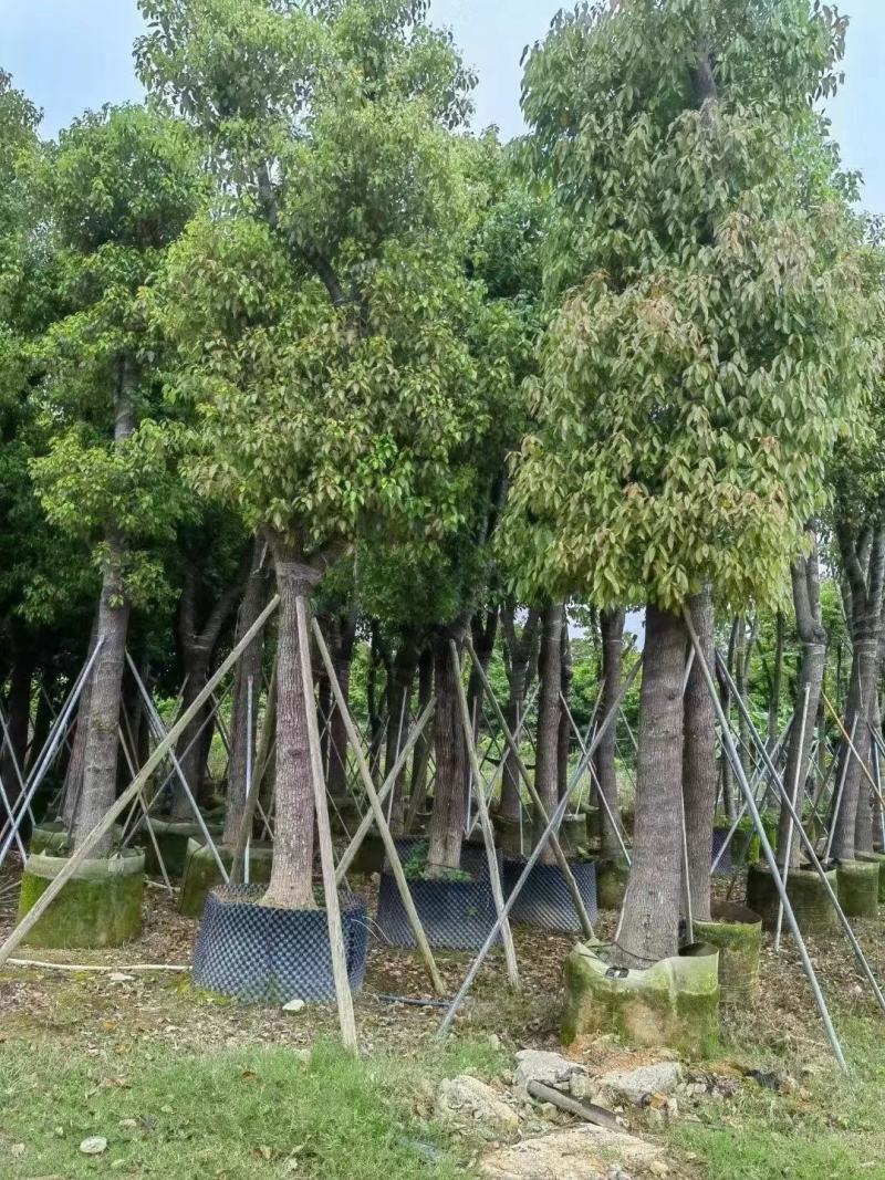 大量出售各种规格的香樟有须联系我品质保证