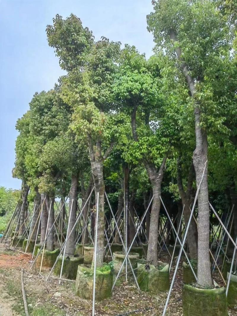 大量出售各种规格的香樟有须联系我品质保证