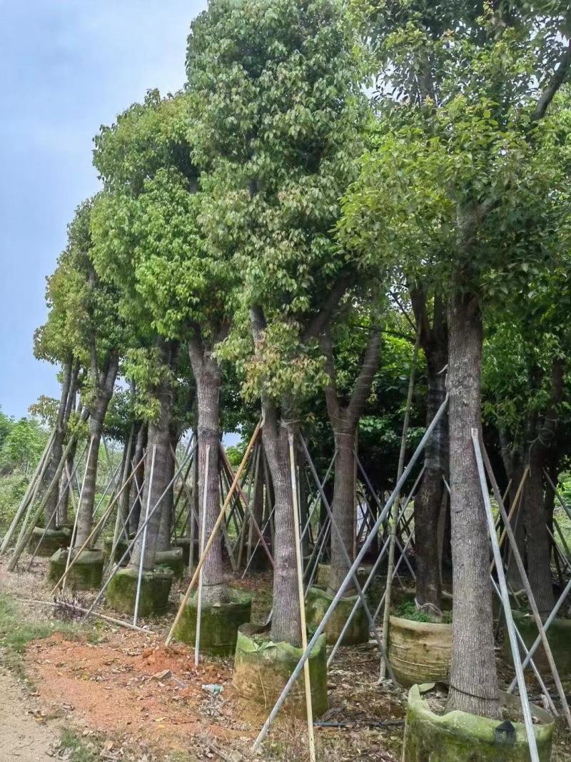 大量出售各种规格的香樟有须联系我品质保证