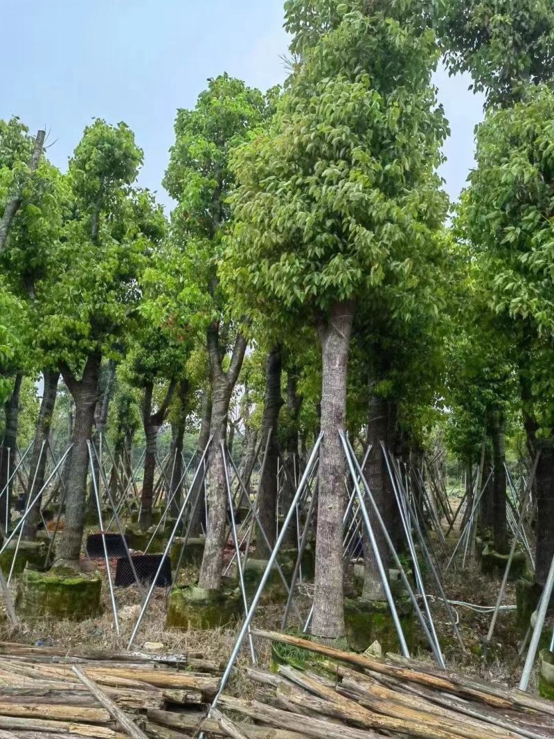 大量出售各种规格的香樟有须联系我品质保证