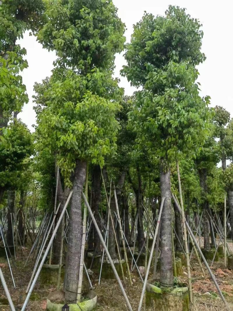 大量出售各种规格的香樟有须联系我品质保证