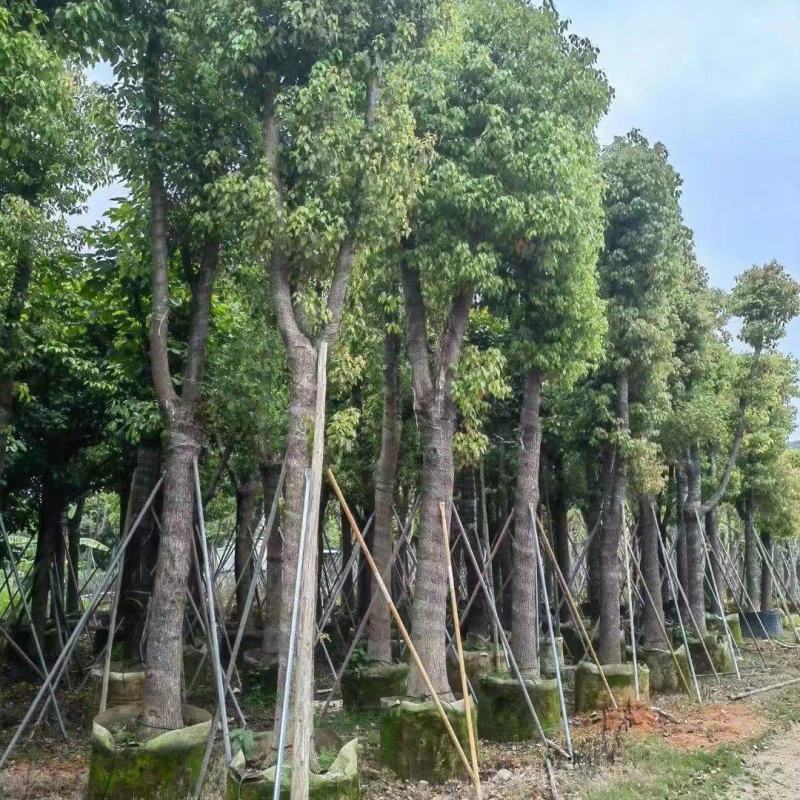 大量出售各种规格的香樟有须联系我品质保证