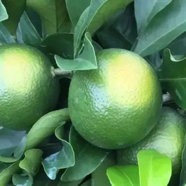 贡果