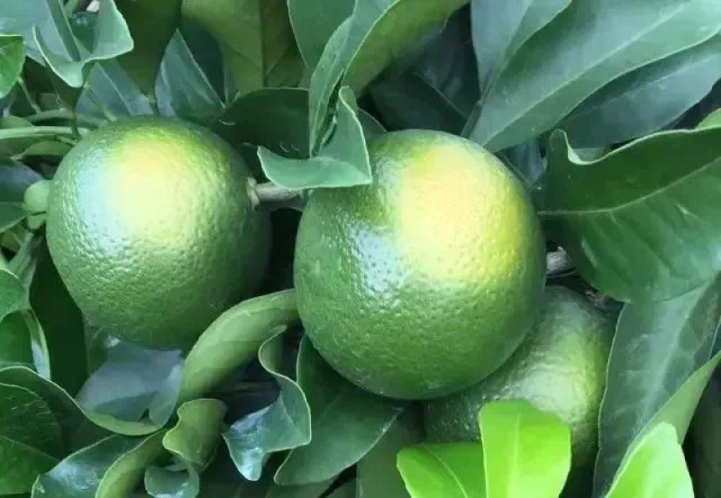 贡果