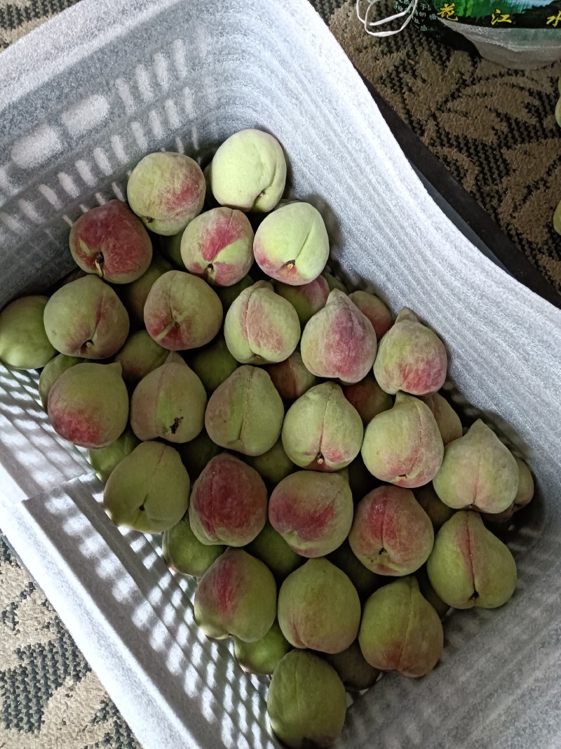 蒙自鹰嘴桃