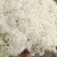 菜花松花菜有机花菜散花欢迎各位老板前来洽谈工作