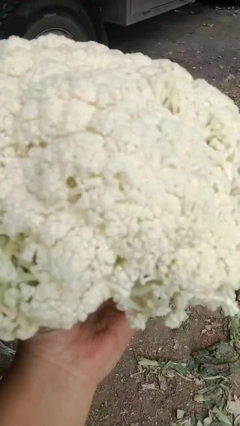 菜花松花菜有机花菜散花欢迎各位老板前来洽谈工作