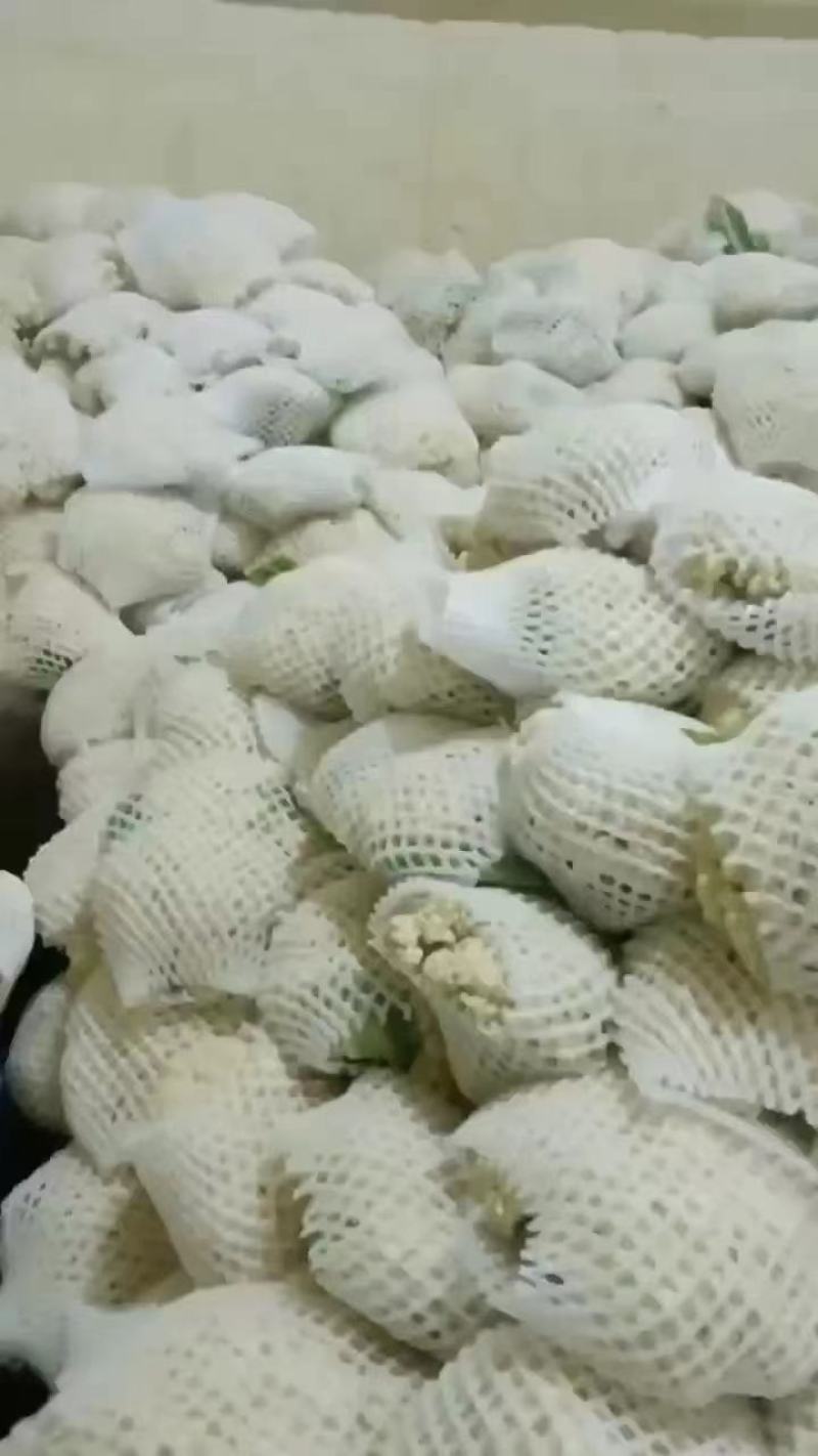 菜花松花菜有机花菜散花欢迎各位老板前来洽谈工作