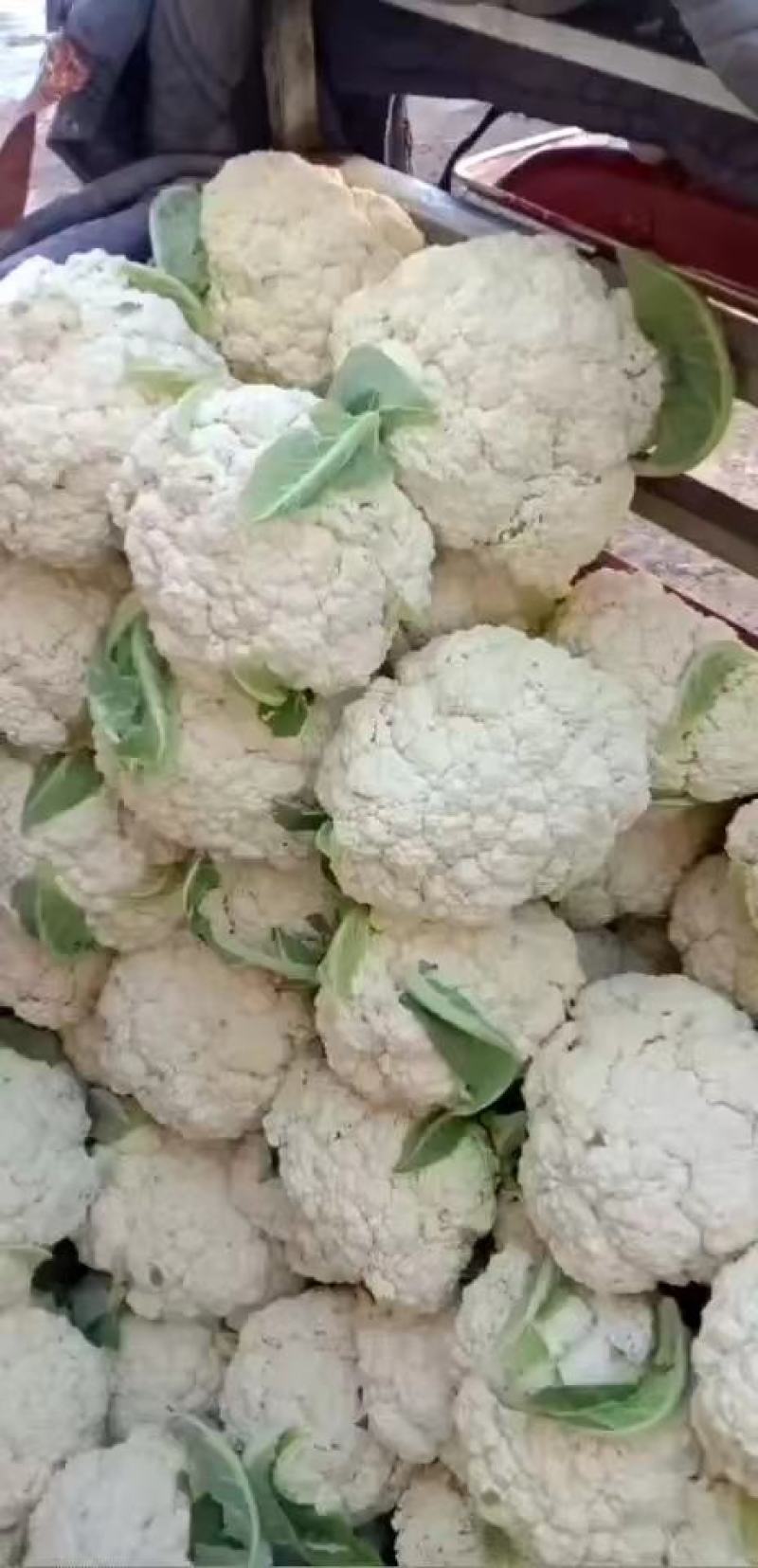 菜花松花菜有机花菜散花欢迎各位老板前来洽谈工作