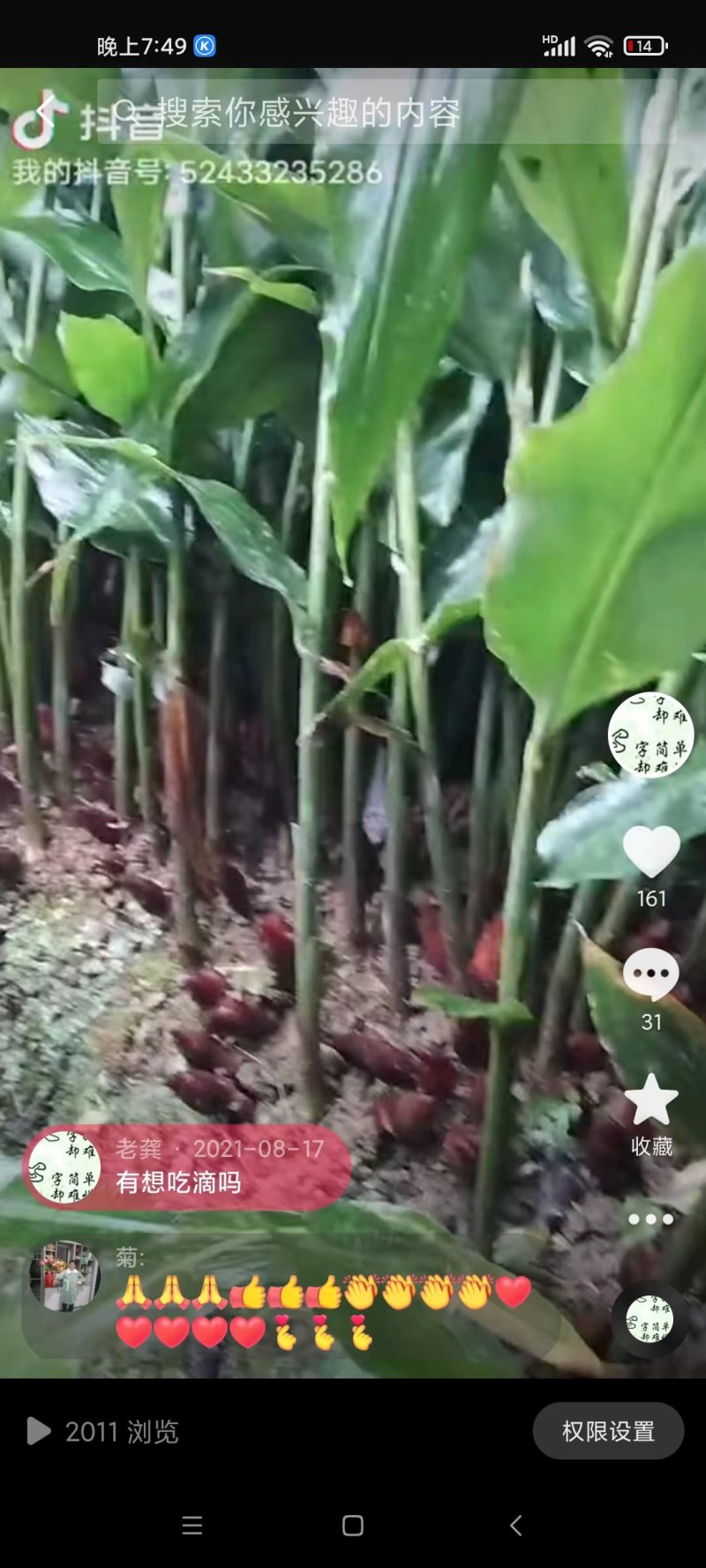 高山阳荷