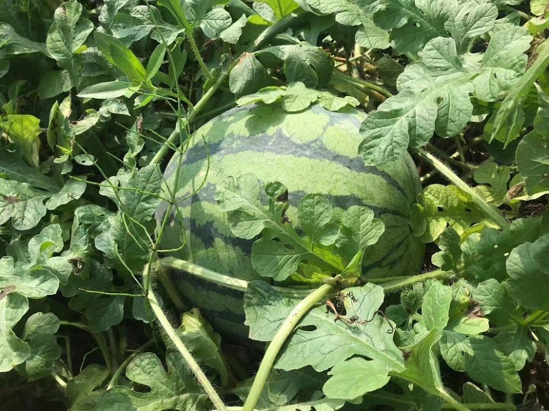 西瓜一手货源，头茬瓜，基地直发，无任何中间费用