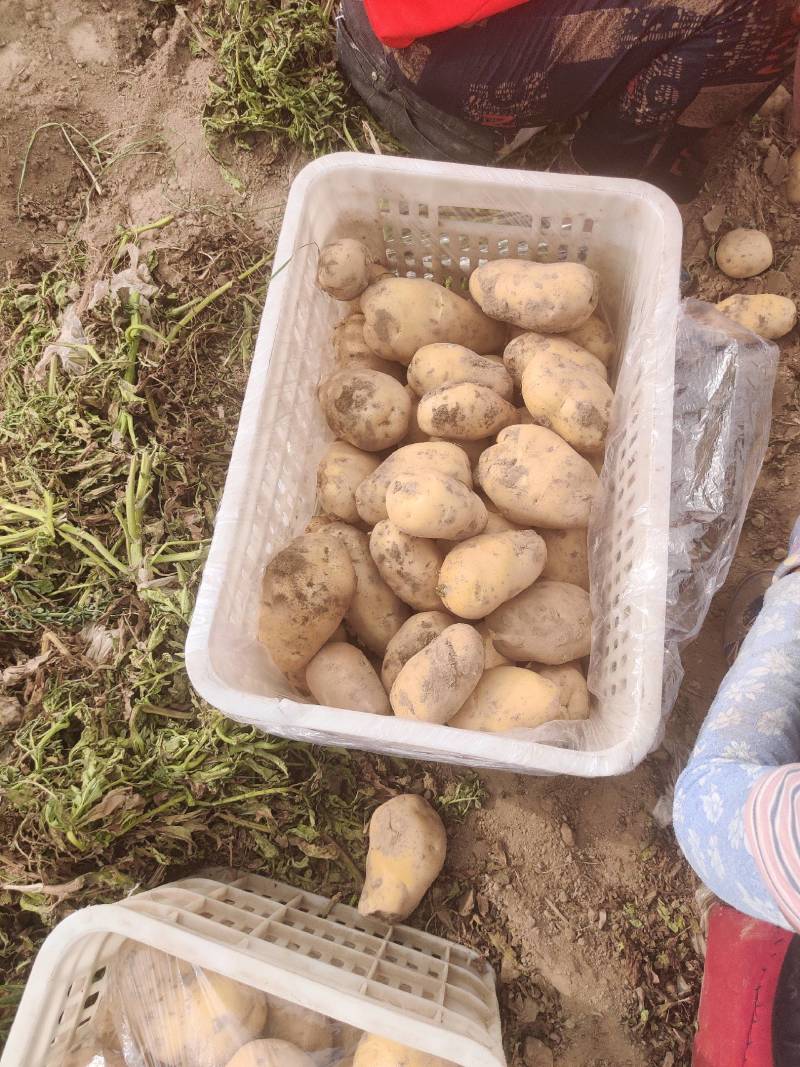 荷兰十五土豆