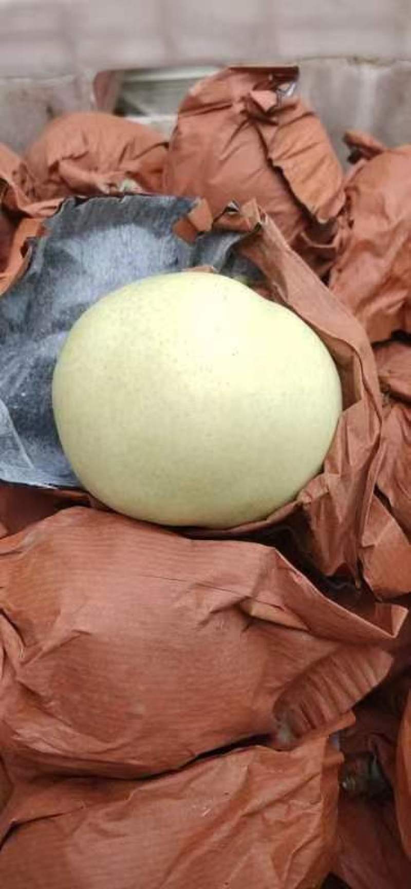 山东聊城冠县绿宝石梨大量上市了需要的联系对接