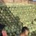海南小蜜25哈密瓜皮薄肉厚甜度高网纹好全国代发