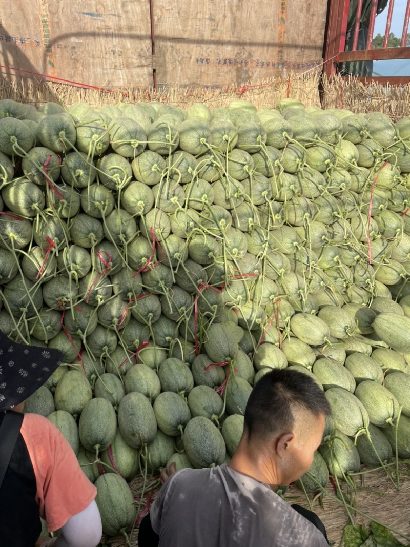 海南小蜜25哈密瓜皮薄肉厚甜度高网纹好全国代发