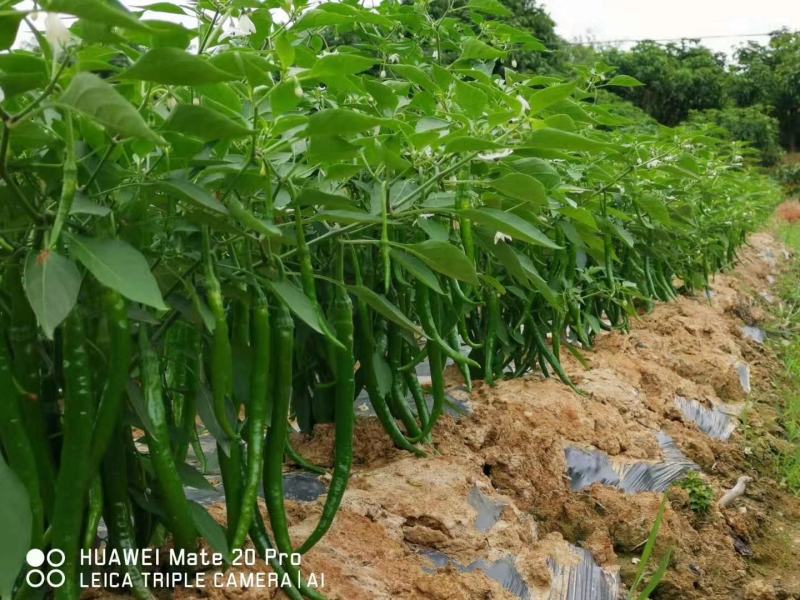 香辣十七号F1线椒种子耐湿热干旱综合性强青红两用香辣