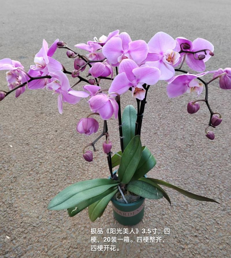 加仑盆蝴蝶兰阳光美人3.5寸四梗开花27元一20装一箱