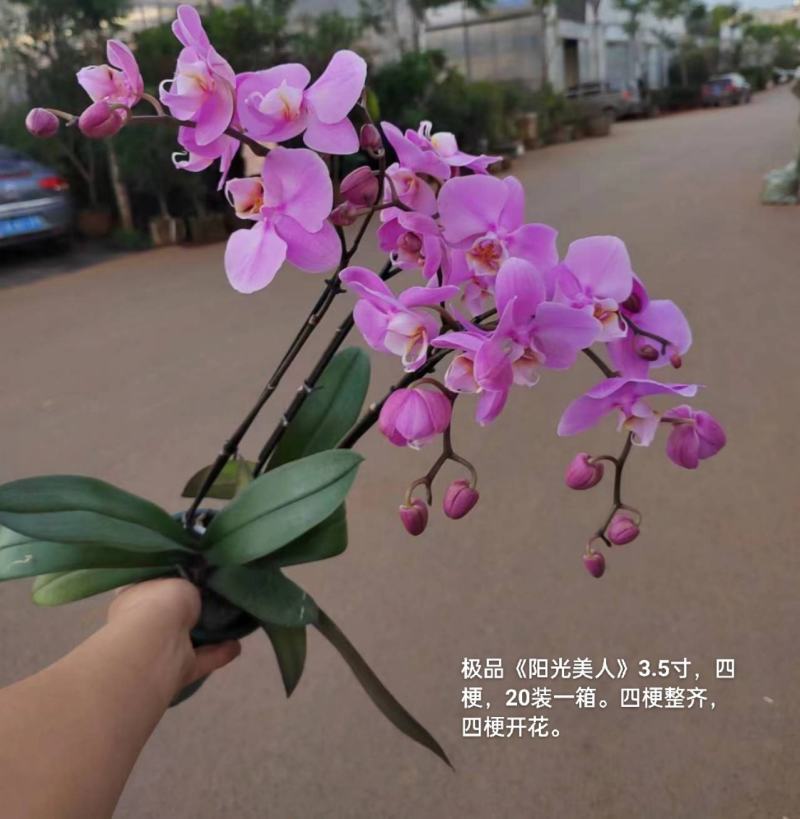 加仑盆蝴蝶兰阳光美人3.5寸四梗开花27元一20装一箱