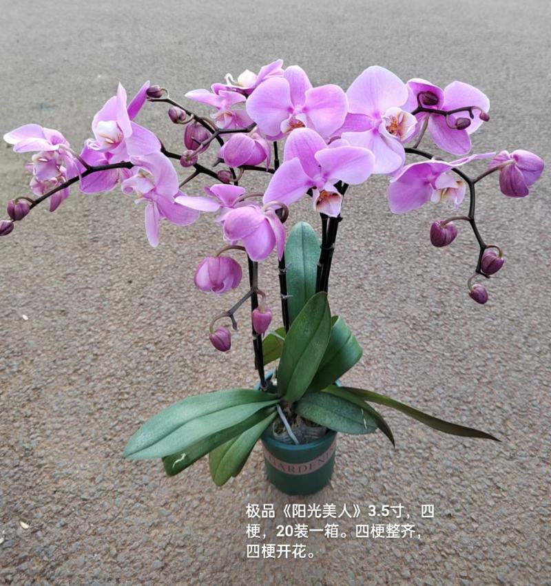 加仑盆蝴蝶兰阳光美人3.5寸四梗开花27元一20装一箱