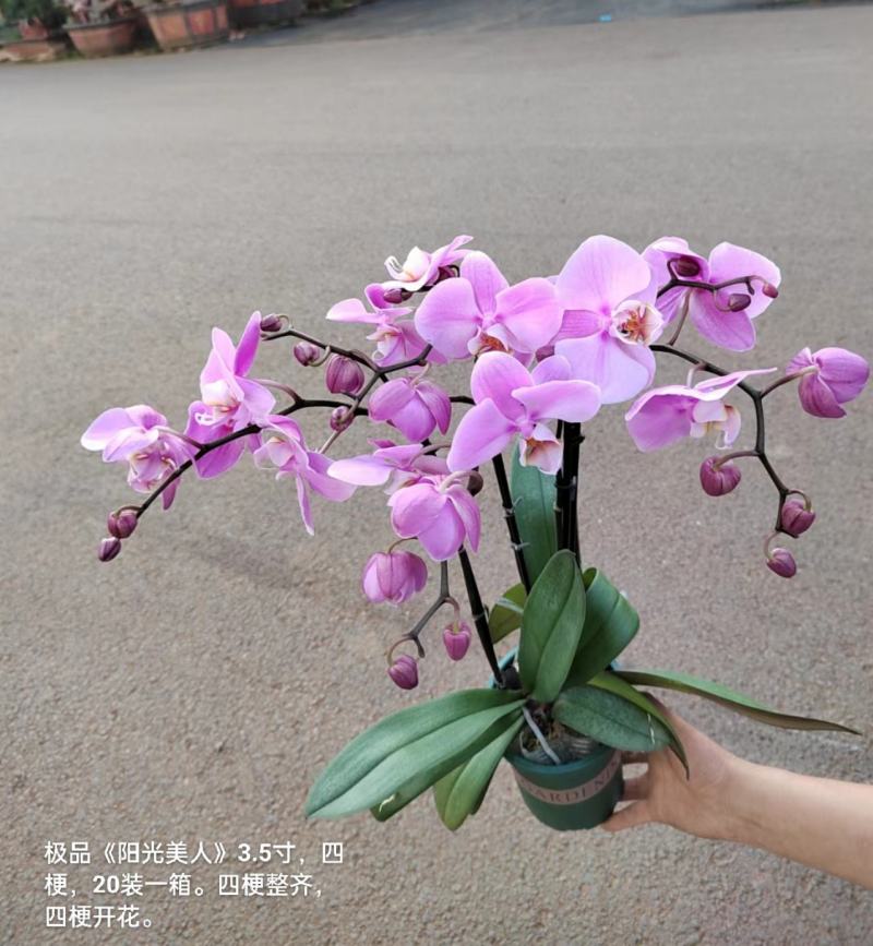 加仑盆蝴蝶兰阳光美人3.5寸四梗开花27元一20装一箱