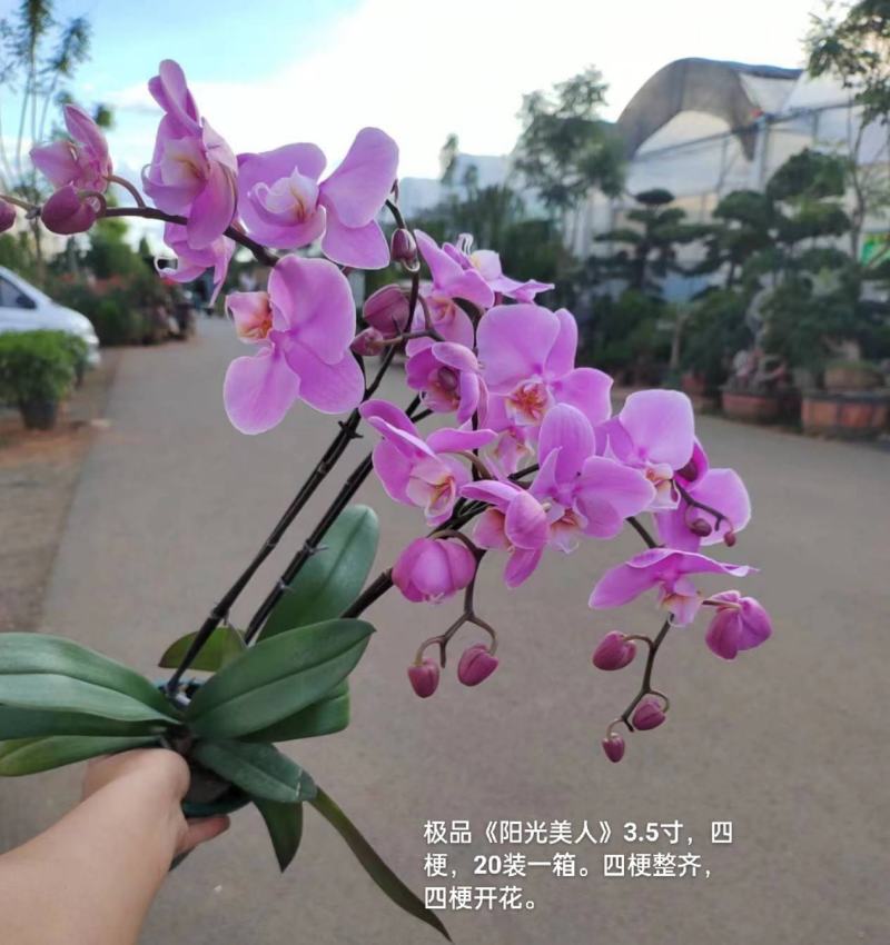 加仑盆蝴蝶兰阳光美人3.5寸四梗开花27元一20装一箱