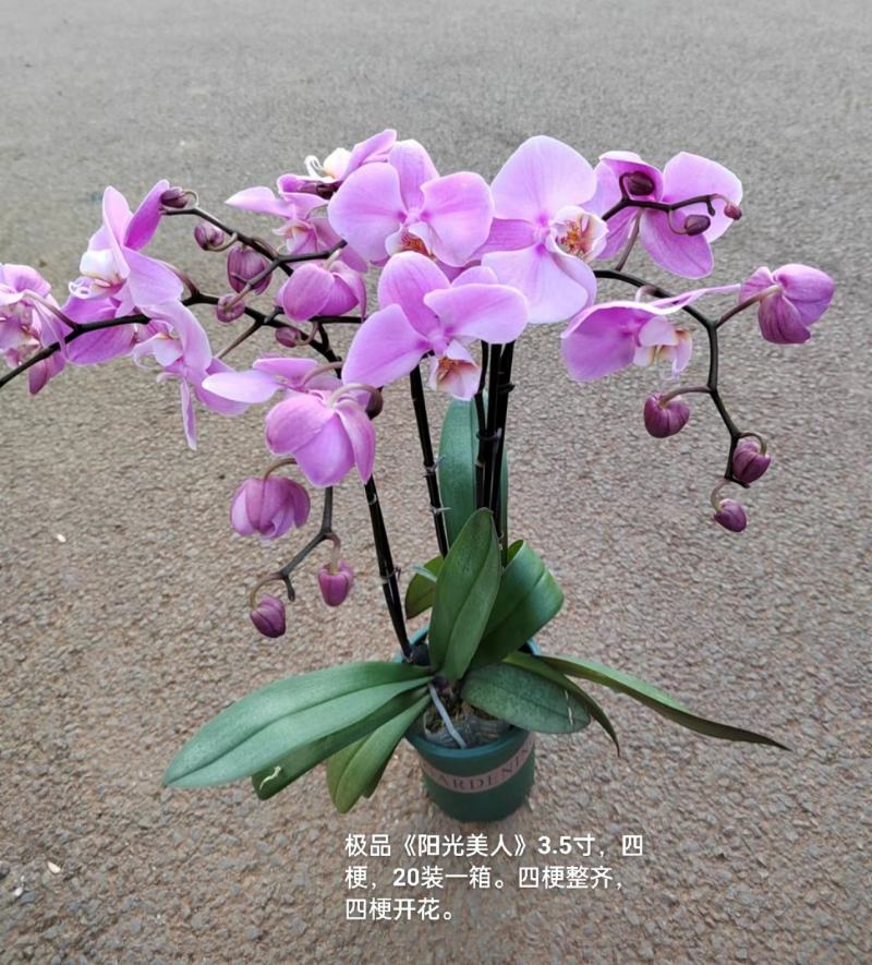 加仑盆蝴蝶兰阳光美人3.5寸四梗开花27元一20装一箱