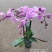 加仑盆蝴蝶兰阳光美人3.5寸四梗开花27元一20装一箱