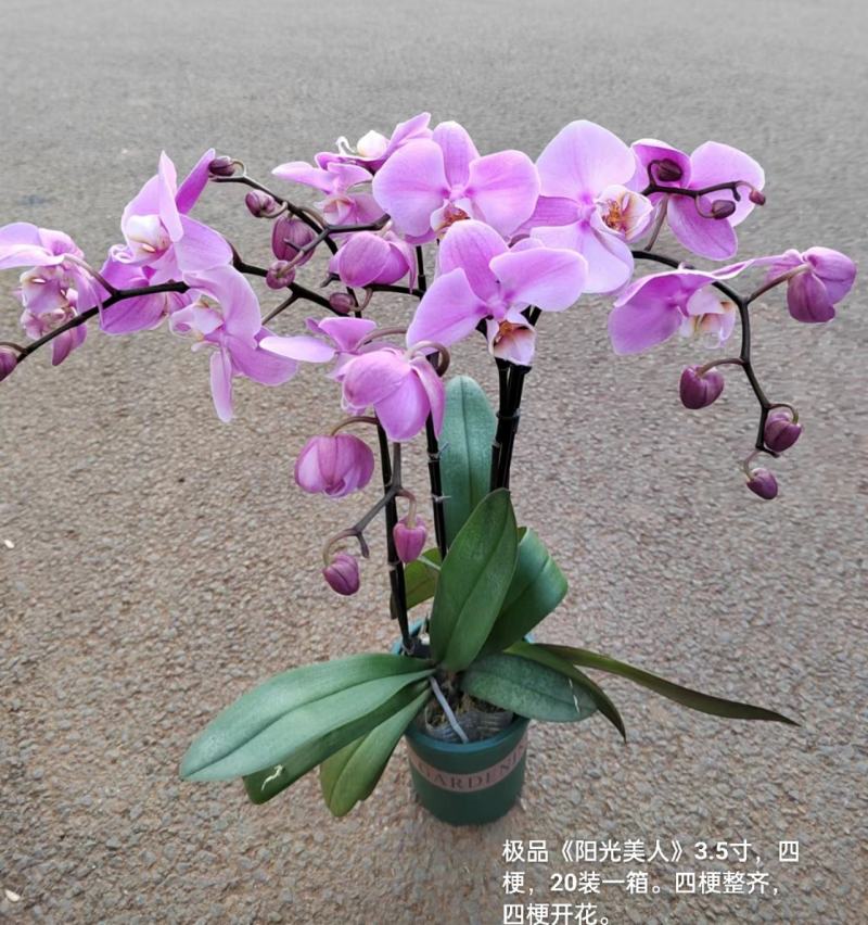加仑盆蝴蝶兰阳光美人3.5寸四梗开花27元一20装一箱