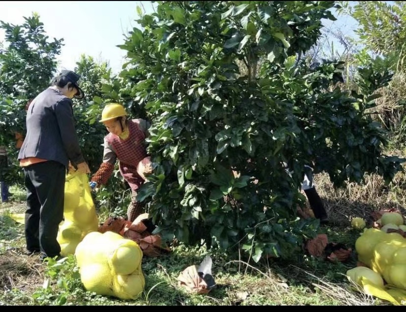 福建平和蜜柚自产自销三红柚红心柚黄柚白柚批发加工