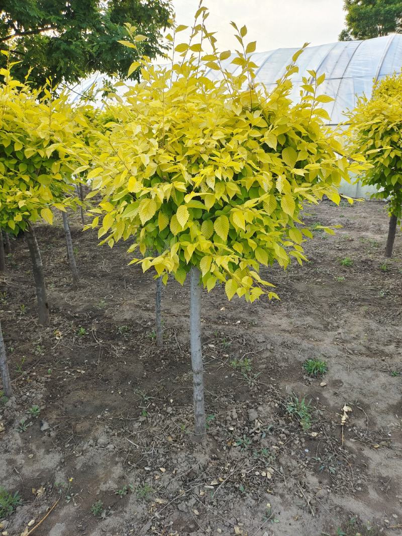 出售嫁接金叶榆球，1-2米杆，冠副大，基地直供，