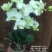 蝴蝶兰安祖卡利3.5寸杯四梗20装一箱极具养护价值花期长