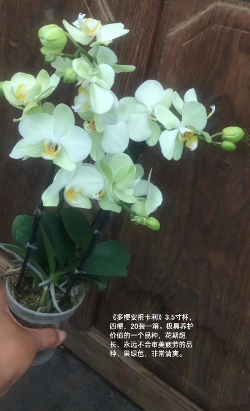 蝴蝶兰安祖卡利3.5寸杯四梗20装一箱极具养护价值花期长