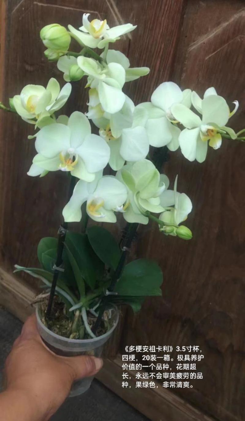 蝴蝶兰安祖卡利3.5寸杯四梗20装一箱极具养护价值花期长