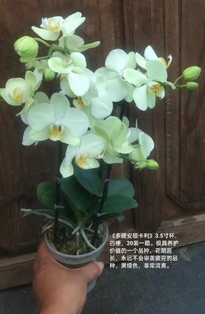 蝴蝶兰安祖卡利3.5寸杯四梗20装一箱极具养护价值花期长