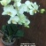 蝴蝶兰安祖卡利3.5寸杯四梗20装一箱极具养护价值花期长
